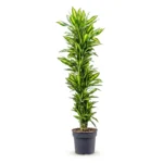 Drakenbloedboom 'Cintho' Vertakt-multi (Dracaena fragrans)