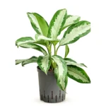 Diamond bay Hydrocultuur - 60cm pot 18cm