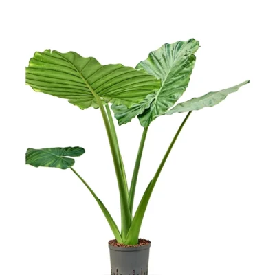Alocasia macrorrhizos Hydrocultuur - 90cm pot 22cm