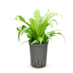 Asplenium antiquum Hydrocultuur - 35cm pot 15cm