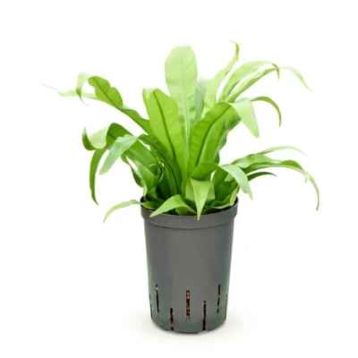 Asplenium antiquum Hydrocultuur - 35cm pot 15cm