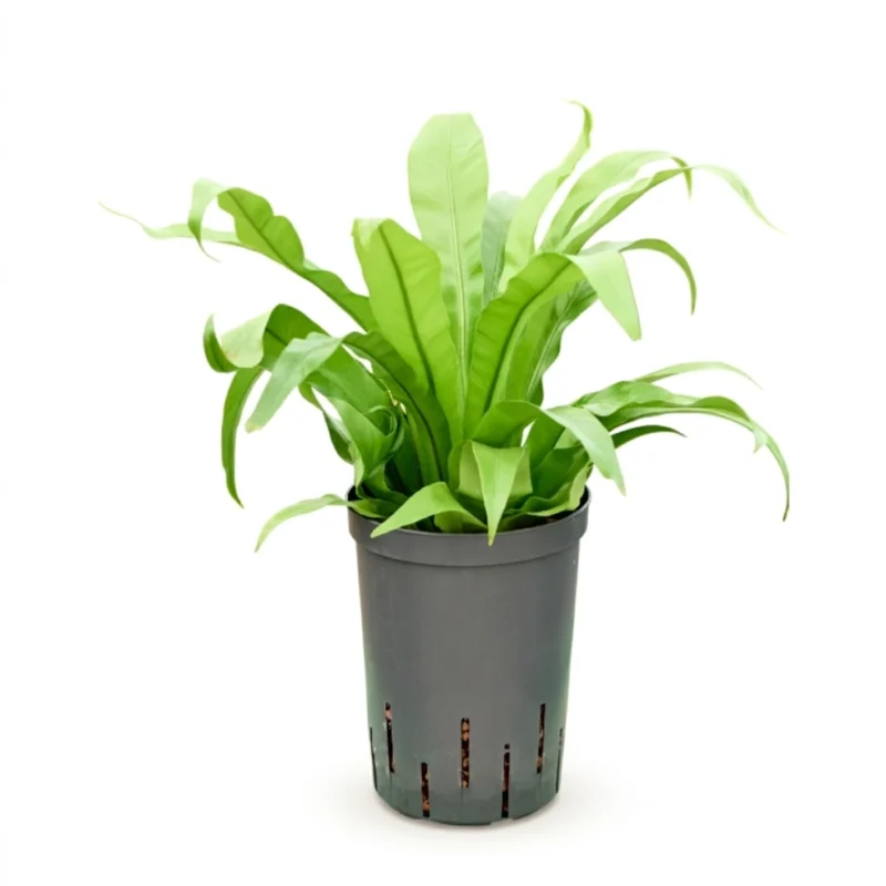 Asplenium antiquum Hydrocultuur - 35cm pot 15cm
