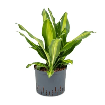 Dracaena fragrans 'Burley' Hydrocultuur - 65cm pot 25cm