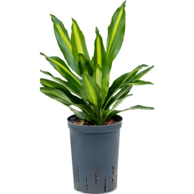 Dracaena fragrans 'Cintho' Hydrocultuur - 40cm pot 15cm