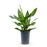 Dracaena fragrans 'Janet Lind' Hydrocultuur - 50cm pot 15cm