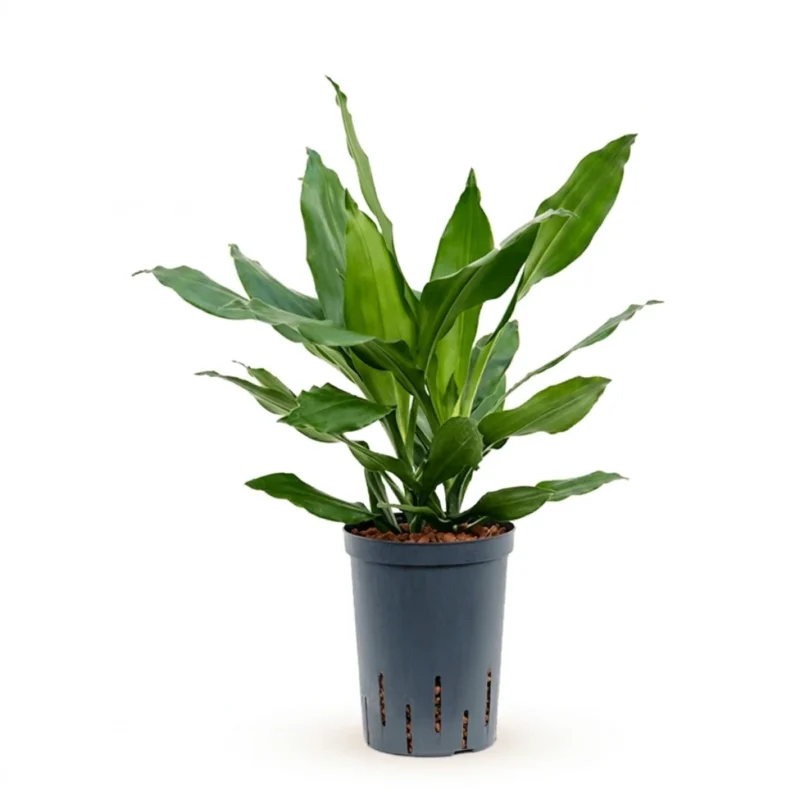 Dracaena fragrans 'Janet Lind' Hydrocultuur - 50cm pot 15cm