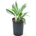 Dracaena White Jewel hydrocultuur 30cm - pot 15cm