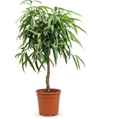 Ficus binnendijkii 'Alii' Hydrocultuur - 130cm pot 22cm