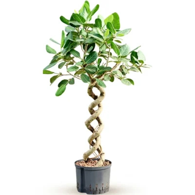 Dubbel spiraal Hydrocultuur - 125cm pot 25cm