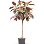 Ficus elastica 'Belize' Hydrocultuur - 130cm pot 22cm