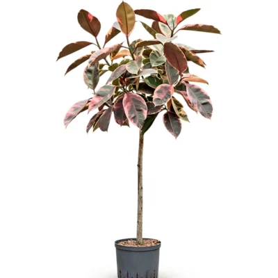 Ficus elastica 'Belize' Hydrocultuur - 130cm pot 22cm