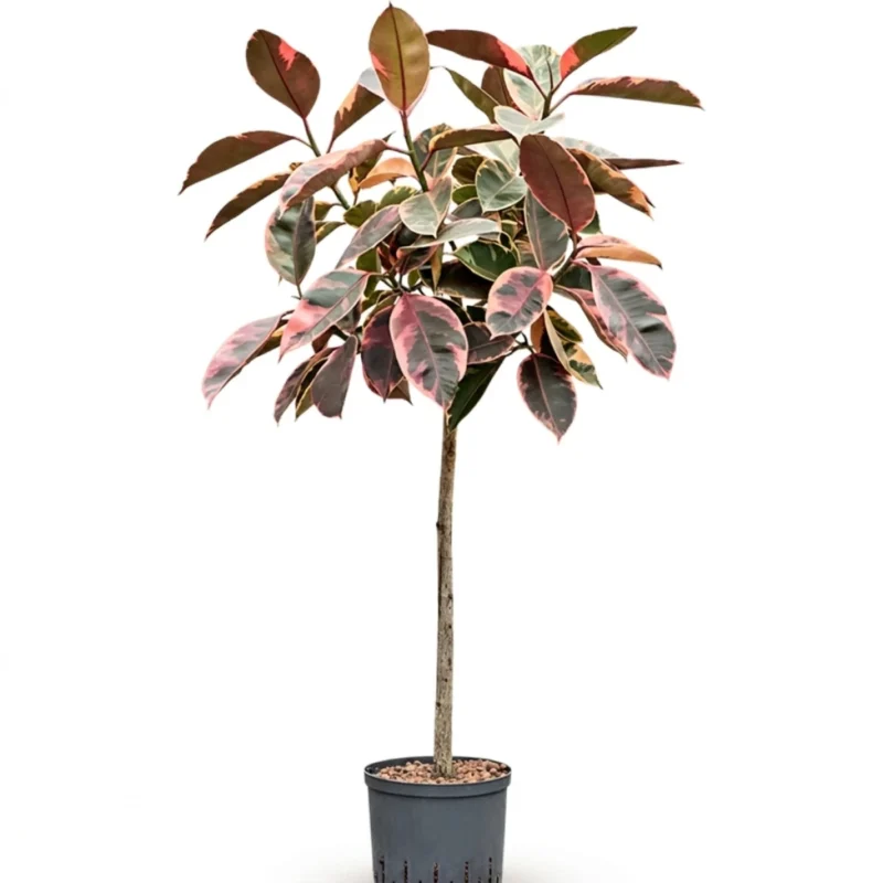 Ficus elastica 'Belize' Hydrocultuur - 130cm pot 22cm
