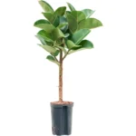 Ficus elastica 'Cloe' Hydrocultuur - 100cm pot 18cm