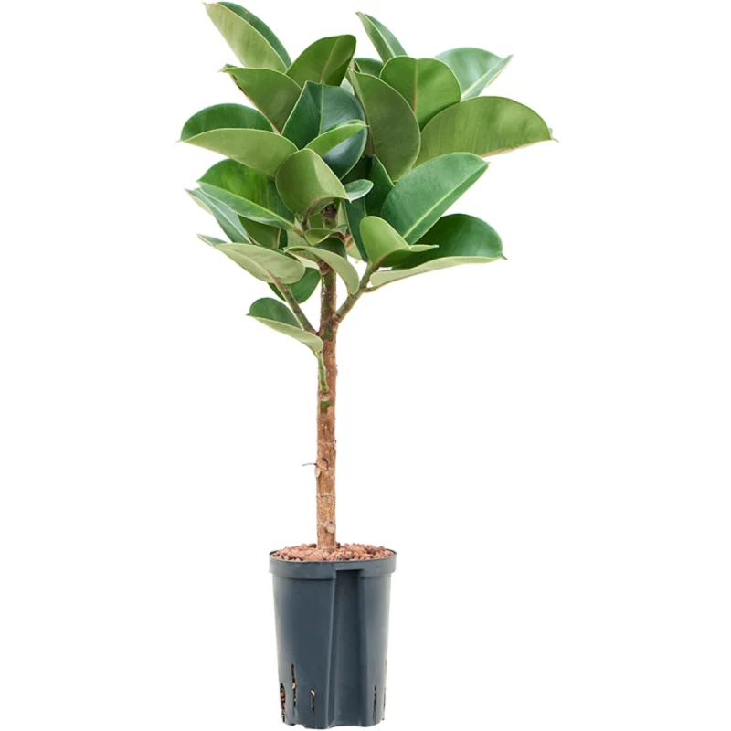 Ficus elastica 'Cloe' Hydrocultuur - 100cm pot 18cm