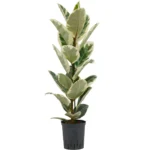 Ficus elastica ‘Tineke’ Hydrocultuur