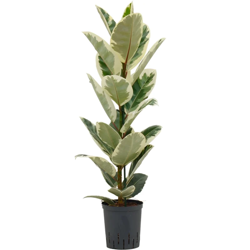 Ficus elastica ‘Tineke’ Hydrocultuur