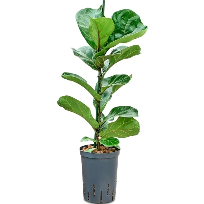 Ficus lyrata ‘Bambino’ Hydrocultuur