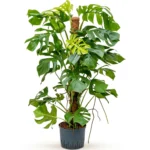 Monstera deliciosa Hydrocultuur - 120cm pot 25cm