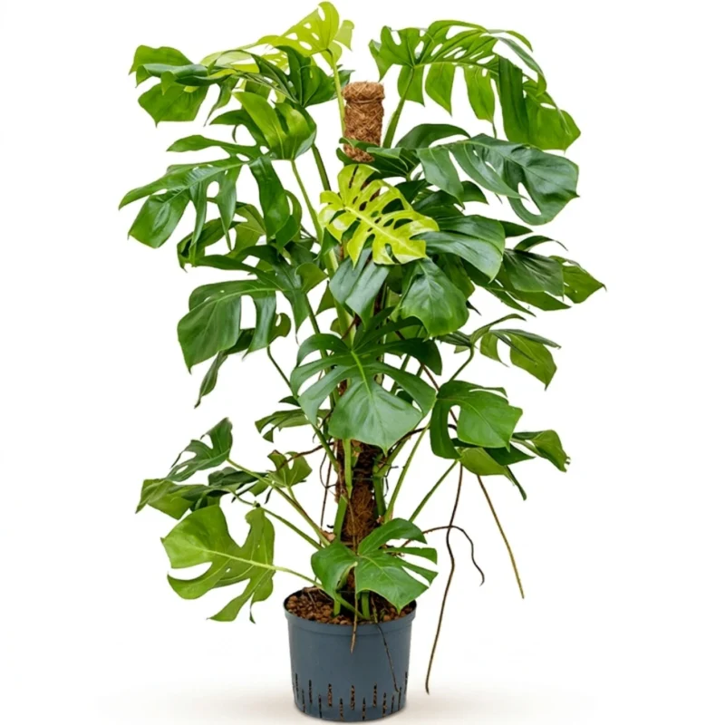 Monstera deliciosa Hydrocultuur - 120cm pot 25cm