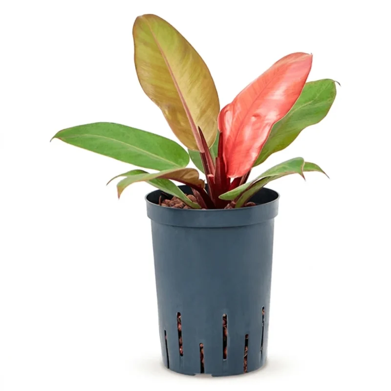 Prince of 'Orange' Hydrocultuur - 35cm pot 15cm