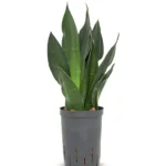 Sansevieria trifasciata 'Black Diamond' Hydrocultuur - 40cm pot 15cm