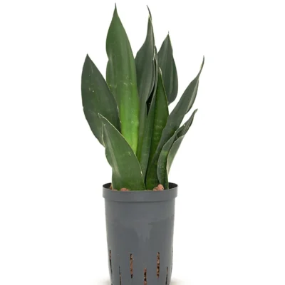 Sansevieria trifasciata 'Black Diamond' Hydrocultuur - 40cm pot 15cm