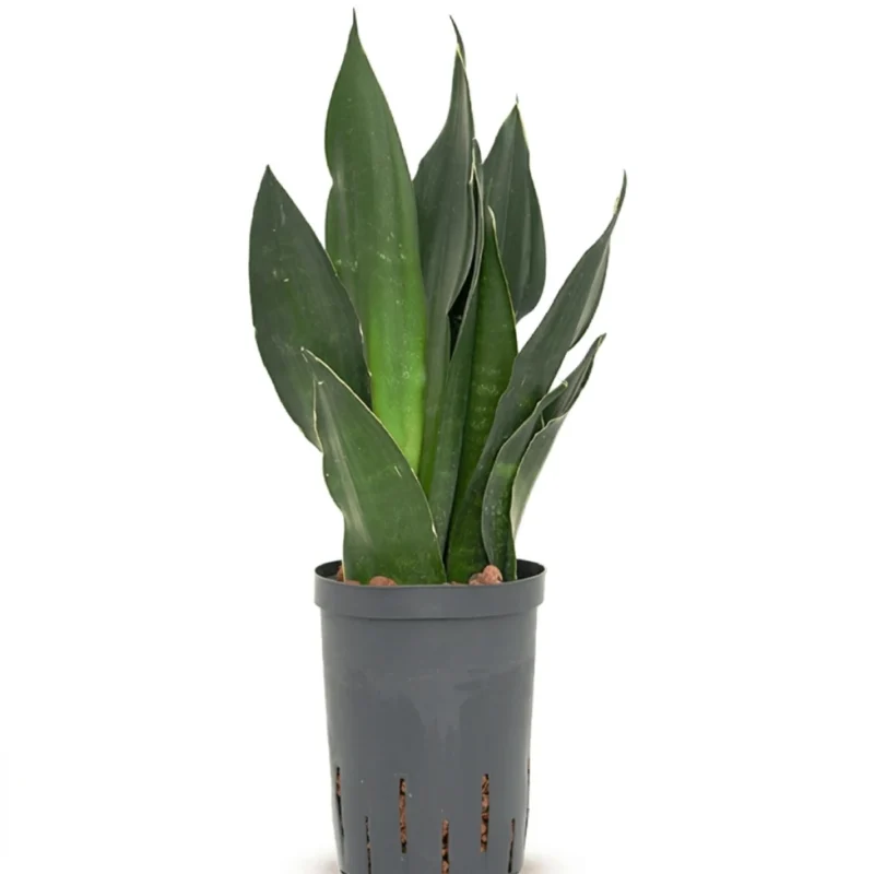 Sansevieria trifasciata 'Black Diamond' Hydrocultuur - 40cm pot 15cm
