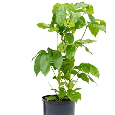 Schefflera actinophylla ‘Amate’ Hydrocultuur