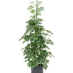 Schefflera arboricola Hydrocultuur - 150cm pot 28cm