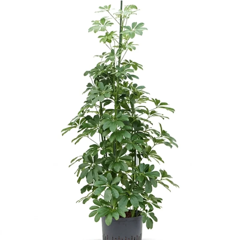 Schefflera arboricola Hydrocultuur - 150cm pot 28cm