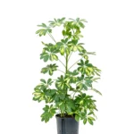 Schefflera arboricola ‘Gold Capella’ Hydrocultuur