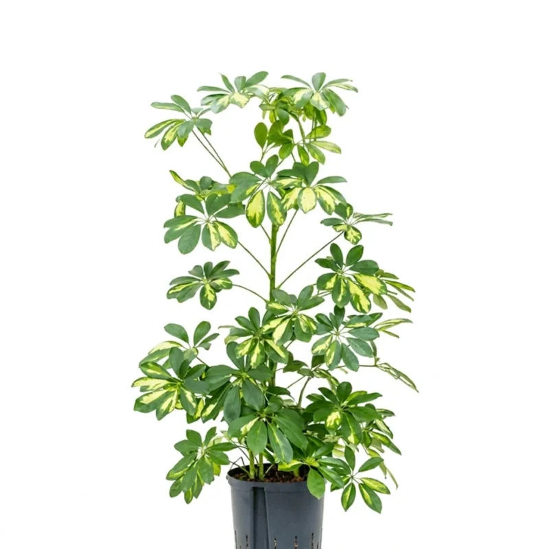Schefflera arboricola ‘Gold Capella’ Hydrocultuur