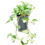 Manjula variegata Hydrocultuur - 35cm pot 15cm