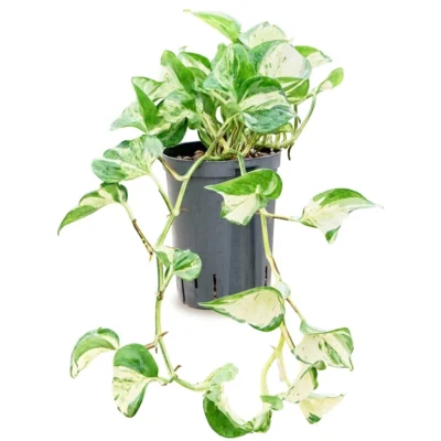 Manjula variegata Hydrocultuur - 35cm pot 15cm