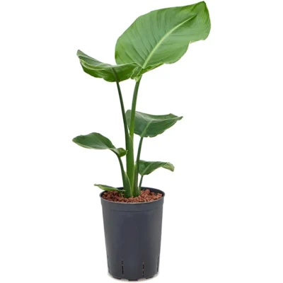 Strelitzia nicolai Hydrocultuur