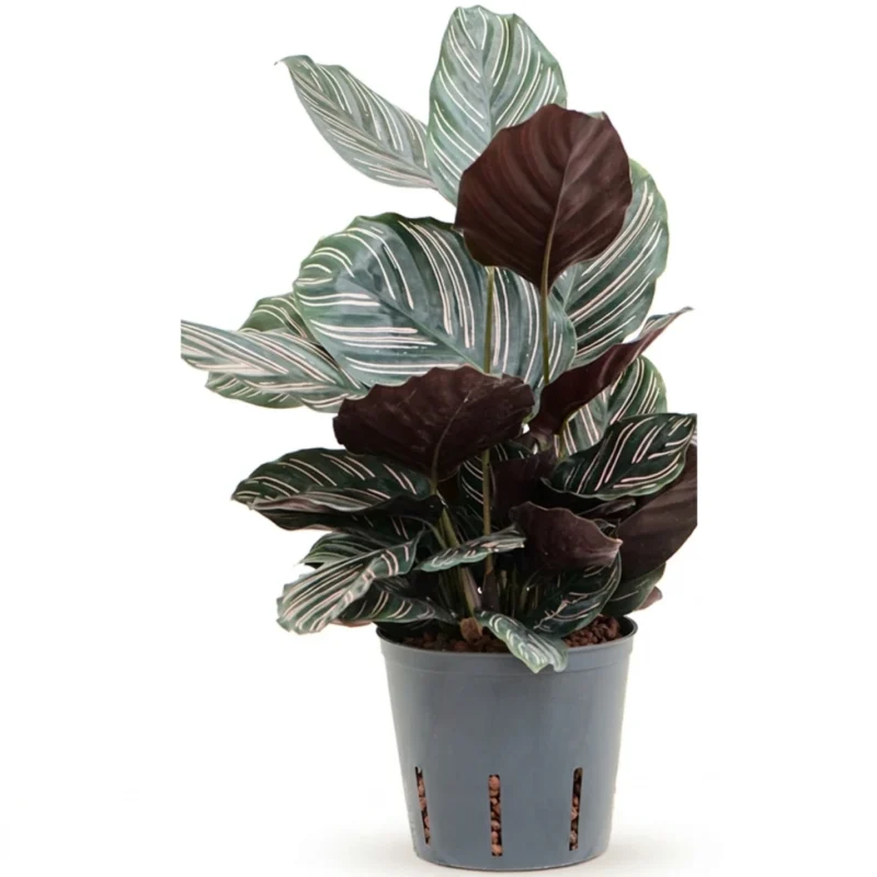 Calathea ornata 'Sanderiana' Hydrocultuur - 35cm pot 13cm