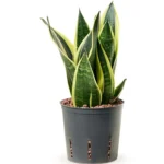 Sansevieria trifasciata 'Canary' Hydrocultuur - 30cm pot 13cm