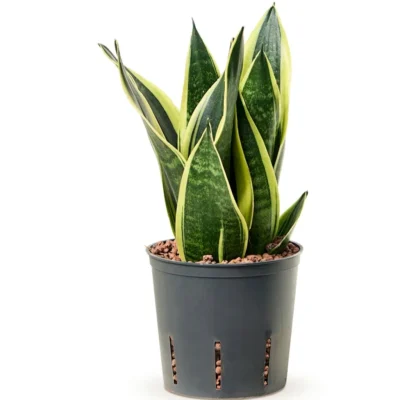 Sansevieria trifasciata 'Canary' Hydrocultuur - 30cm pot 13cm