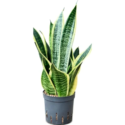 Sansevieria trifasciata 'Futura Superba' Hydrocultuur - 35cm pot 13cm