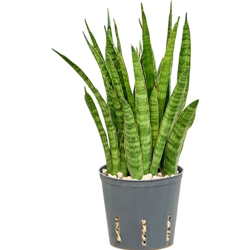 Sansevieria kirkii Hydrocultuur - 25cm pot 13cm