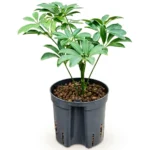 Schefflera arboricola 'Luseana' Hydrocultuur - 30cm pot 13cm
