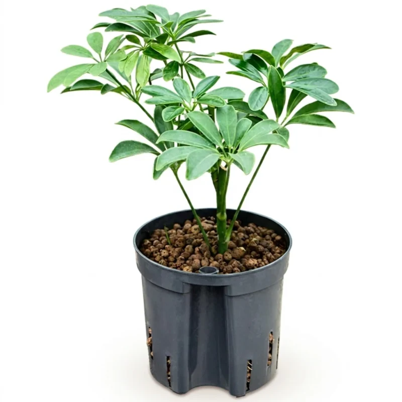 Schefflera arboricola 'Luseana' Hydrocultuur - 30cm pot 13cm