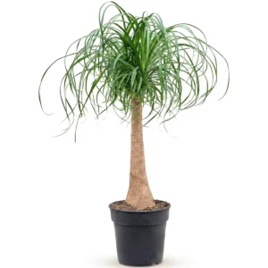 Beaucarnea Stam