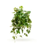 Koningswingerd 'Ellen Danica' Hanger (Cissus rhombifolia)