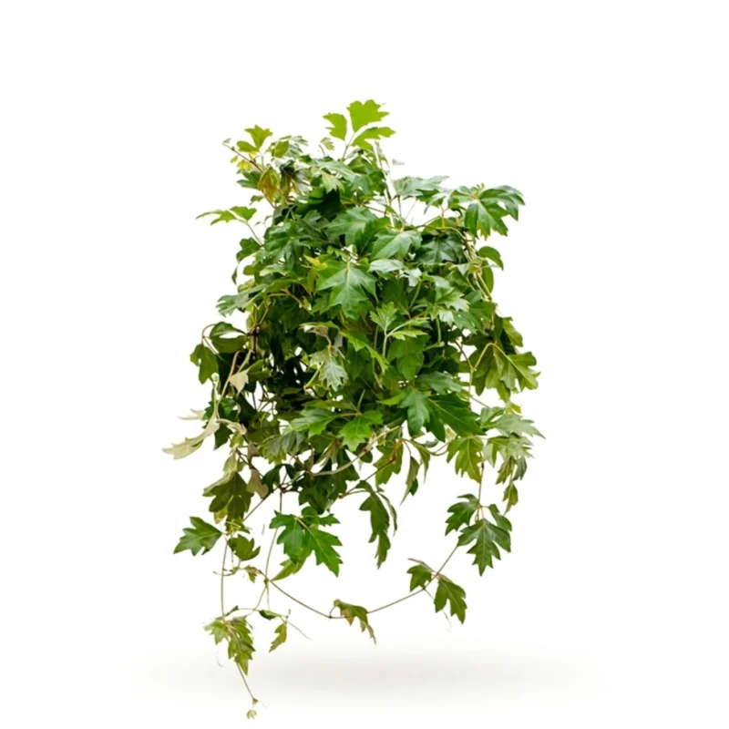 Koningswingerd 'Ellen Danica' Hanger (Cissus rhombifolia)