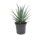 Aloë arborescens 40 cm - pot 19, zonnige plek