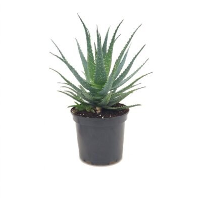 Aloë arborescens van circa 40 cm met vlezige, grijsgroene bladeren in kweekpot 19 cm bij een zonnig raam