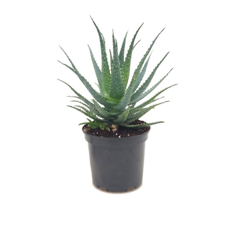 Aloë arborescens van circa 40 cm met vlezige, grijsgroene bladeren in kweekpot 19 cm bij een zonnig raam