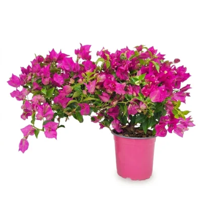 Bougainvillea struik
