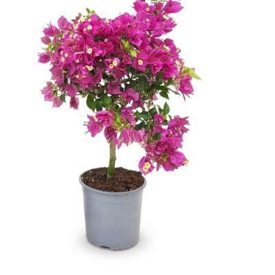 Bougainvillea Sabina op stam paars